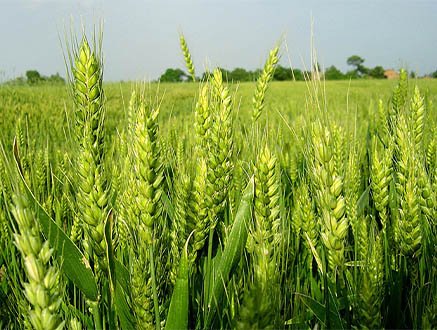 使用海藻肥后的大麥田地